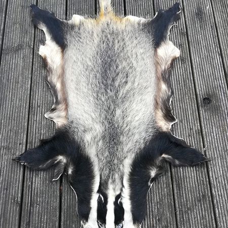 Dachsschwarte