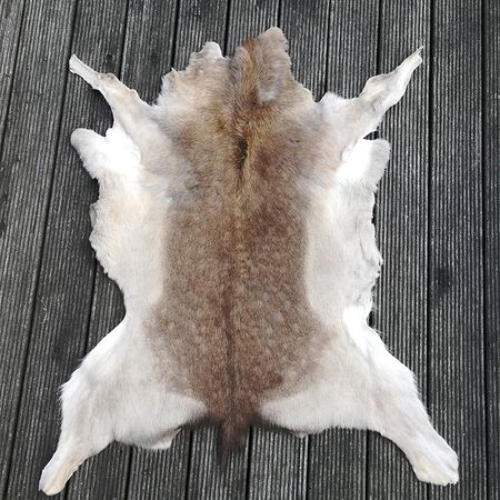 Dammhirsch