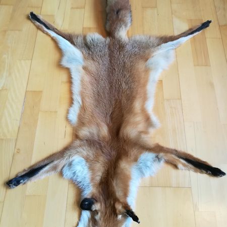 Rotfuchs
