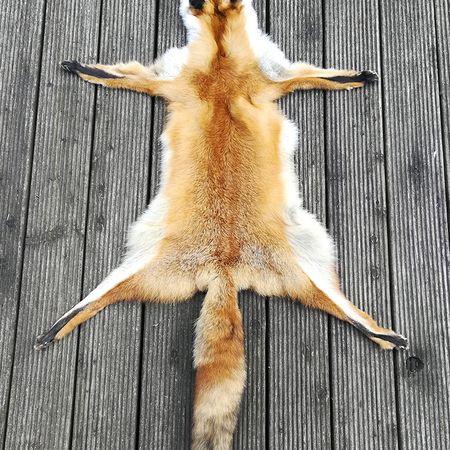 Rotfuchs