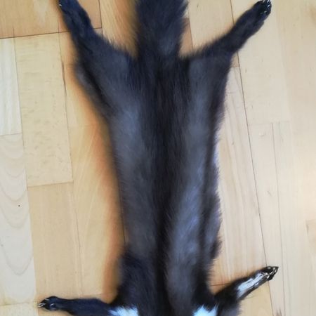 Steinmarder