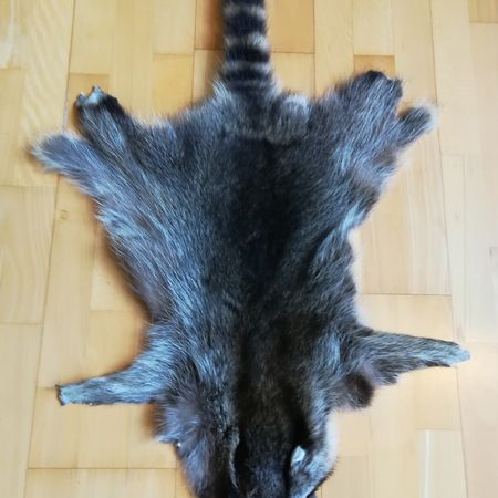 Waschbär