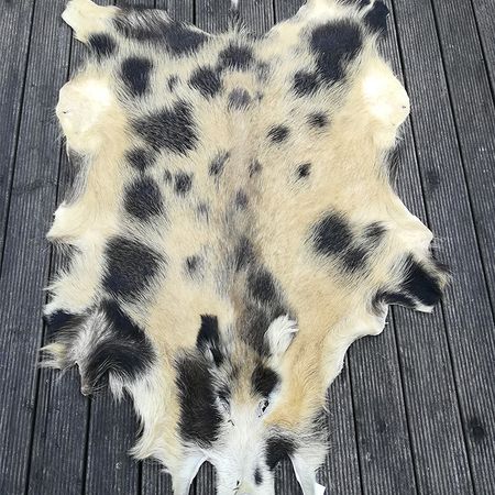 Wildschwein farbig