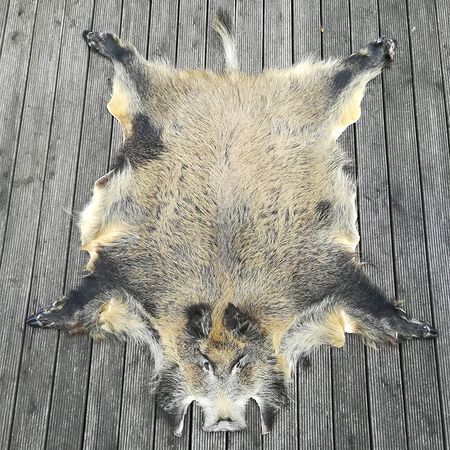 Wildschwein